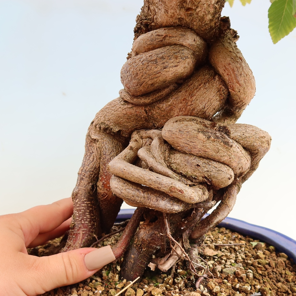 Bonsai da esterno -Carpinus CARPINOIDES - Carpino coreano