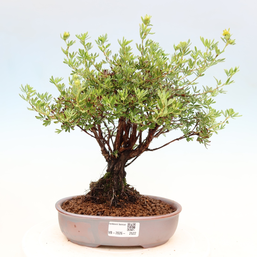 Bonsai da esterno - Potentila fruticosa