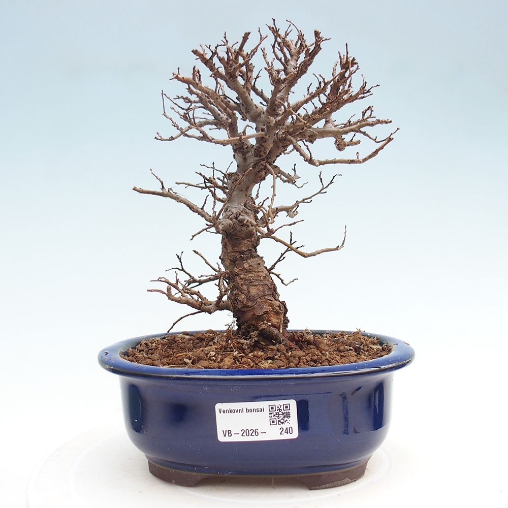 Bonsai da esterno - Zelkova - Zelkova NIRE