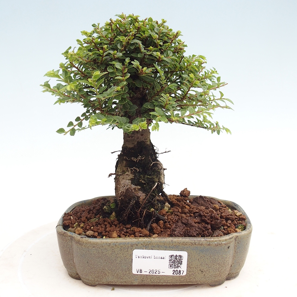 Bonsai da esterno - Ulmus parvifolia Hokkaido - Olmo cinese