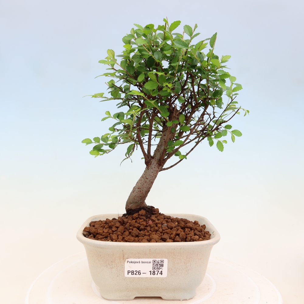 Camera bonsai - Ulmus parvifolia - Olmo a foglie piccole