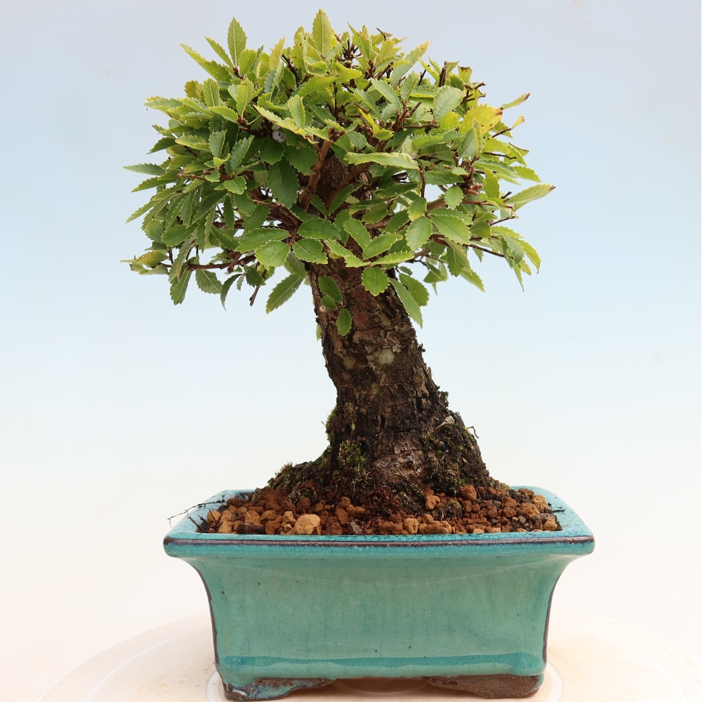 Bonsai da esterno - Zelkova - Zelkova NIRE