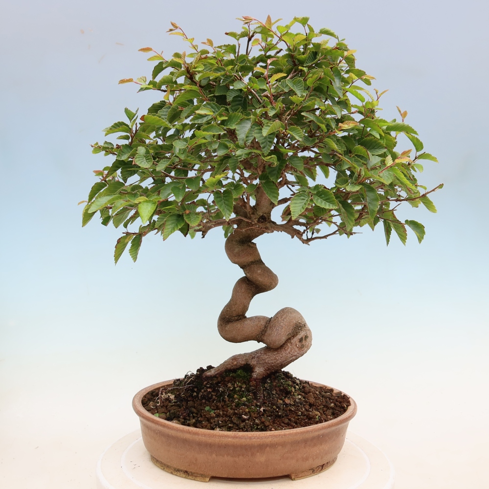 Bonsai da esterno -Carpinus Coreana - Carpino coreano