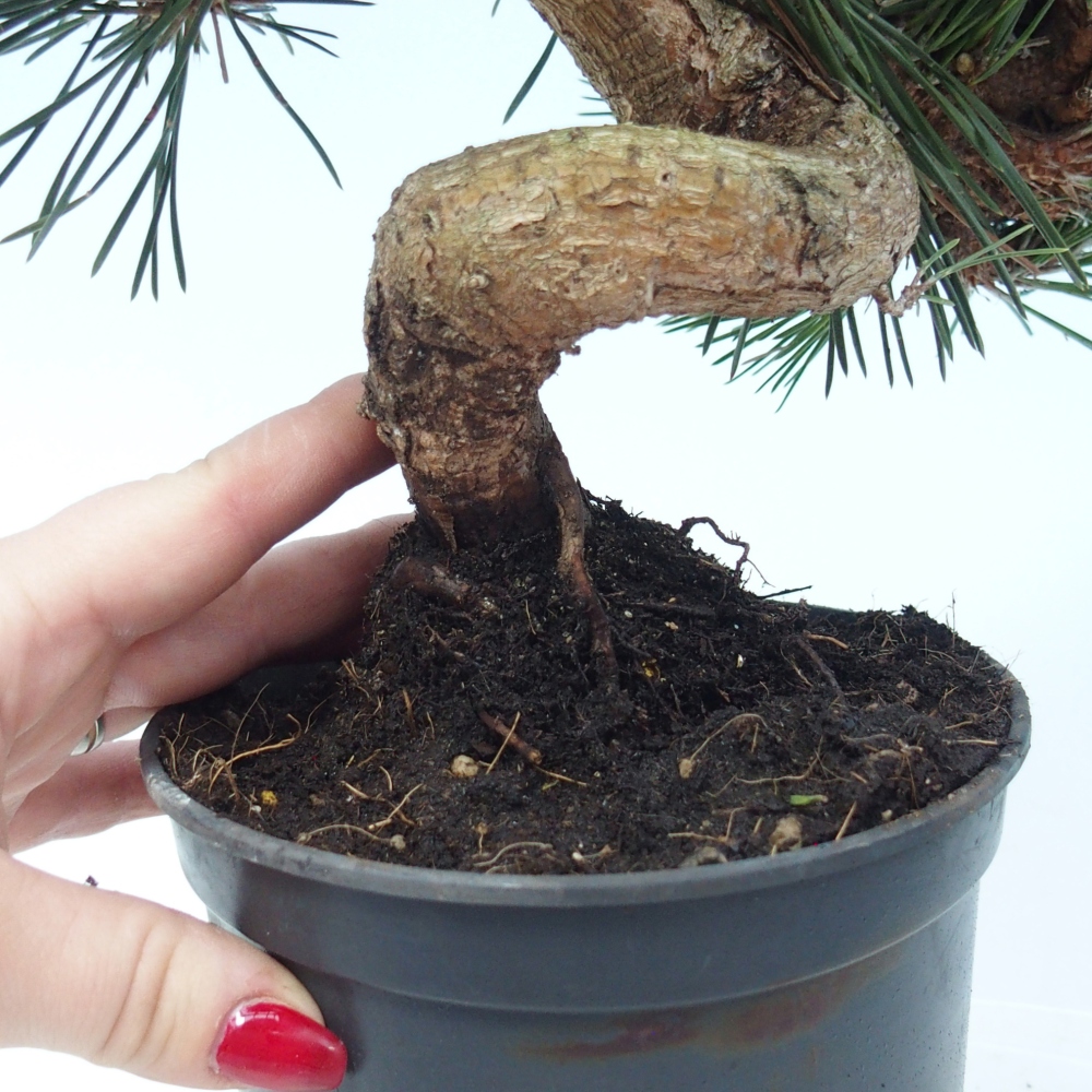 Bonsai da esterno - Pinus thunbergii senjyumaru - Pino di Thunberg