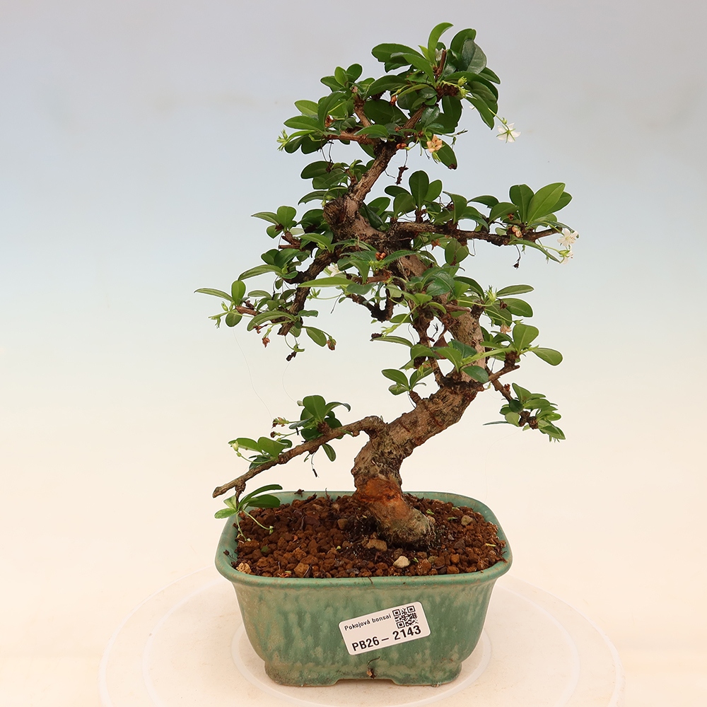 Camera bonsai - Carmona macrophylla - Tea fuki