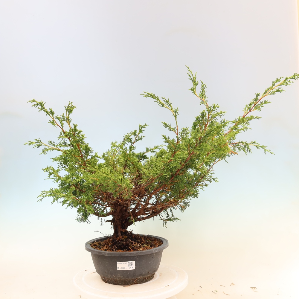 Bonsai da esterno - Juniperus chinensis Itoigawa