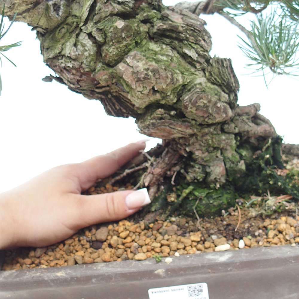 Bonsai da esterno - Pinus parviflora - Pinus parviflora