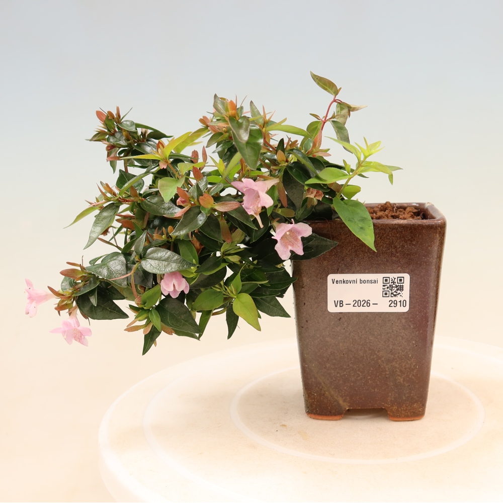 Bonsai da esterno - Abelia Edward Goucher - Abelia a fiore grande