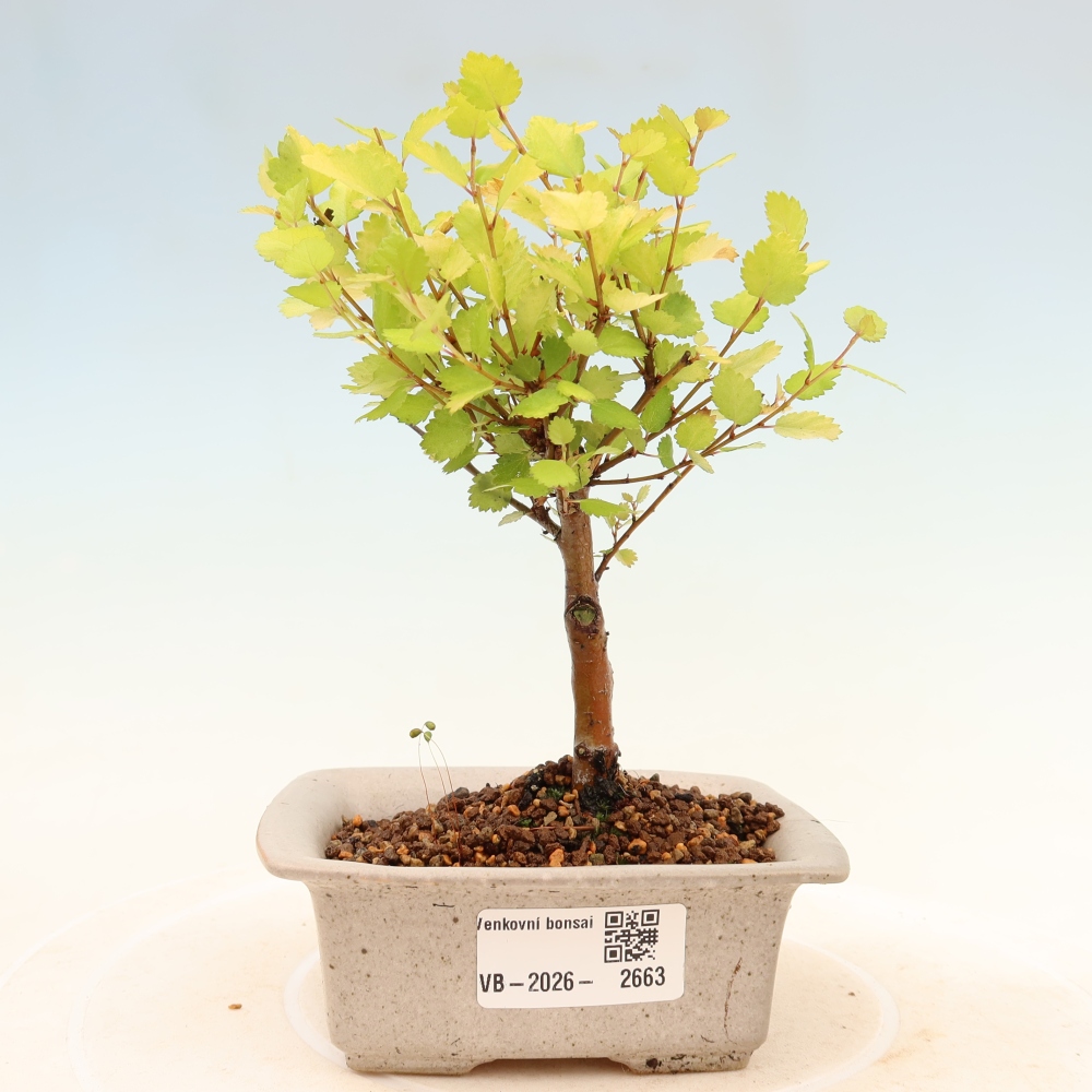 Bonsai da esterno - betulla nana - Betula NANA Golden Treasure