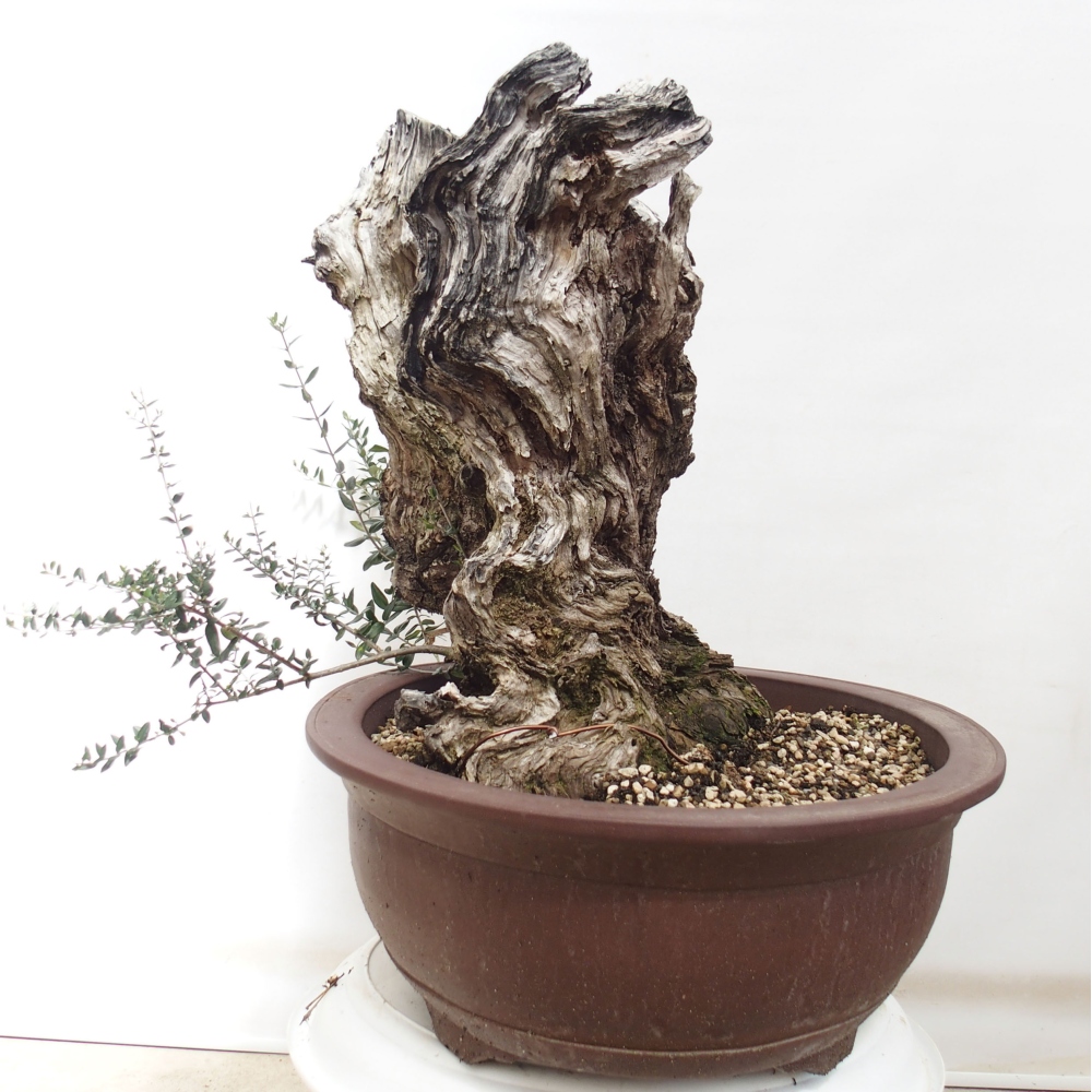 Bonsai da interno - Olea europaea sylvestris