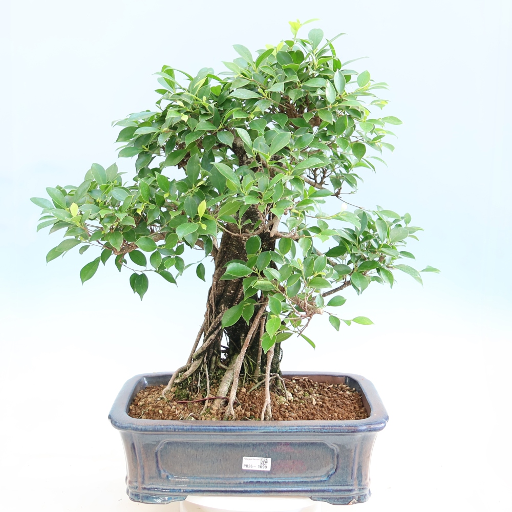Camera bonsai - Ficus kimmen - ficus a foglie piccole