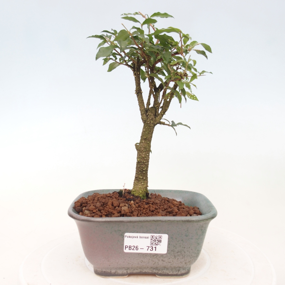 Camera bonsai - Malpighia coccigera- Ciliegio di Barbor