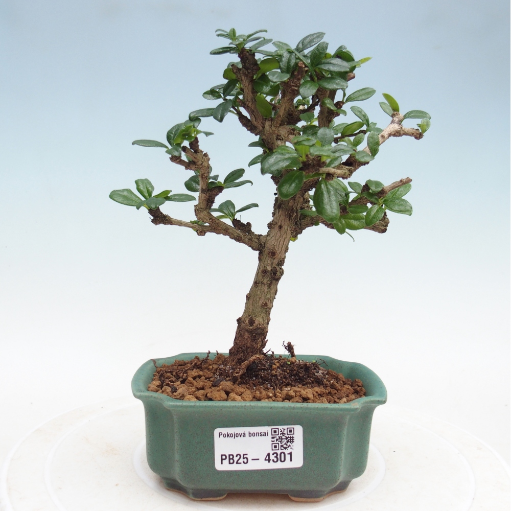 Camera bonsai - Carmona macrophylla - Tea fuki
