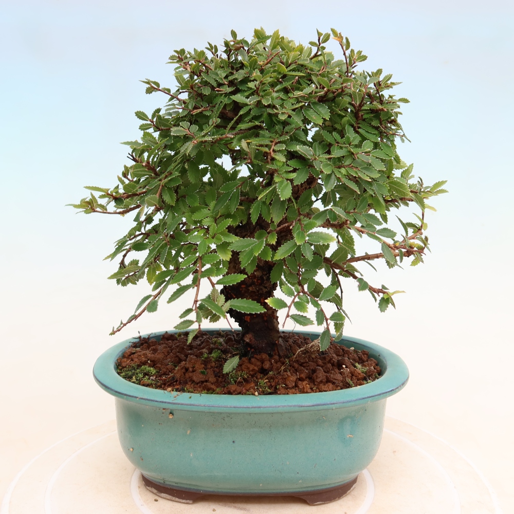 Bonsai da esterno - Zelkova - Zelkova NIRE