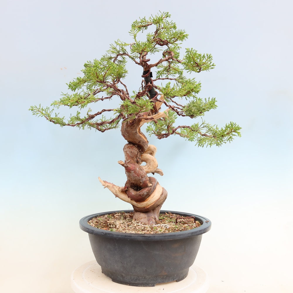 Bonsai da esterno - Juniperus chinensis Itoigawa-Juniperus chinensis
