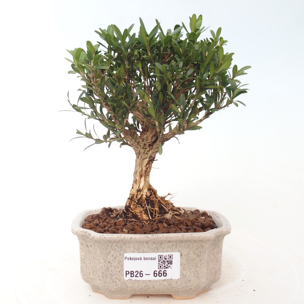 Camera bonsai - Buxus harlandii - buxus da sughero
