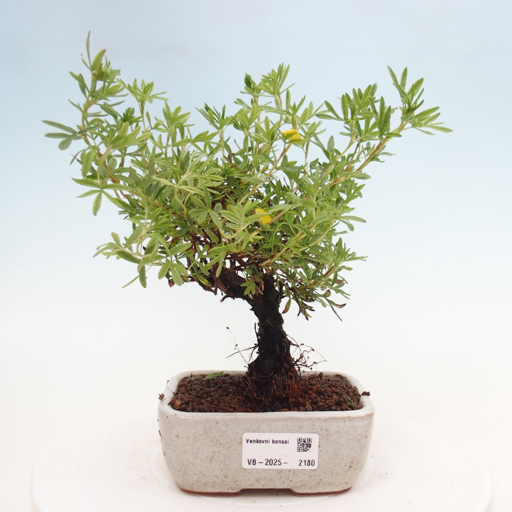 Bonsai da esterno - Potentila fruticosa yellow Bird