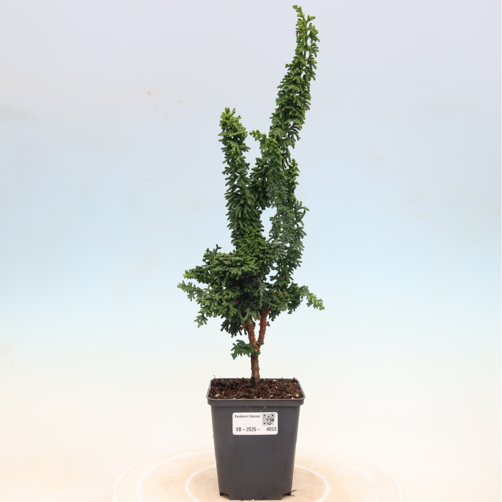 Bonsai da esterno - Cham. obtusa SEKKA HINOKI - Cipresso