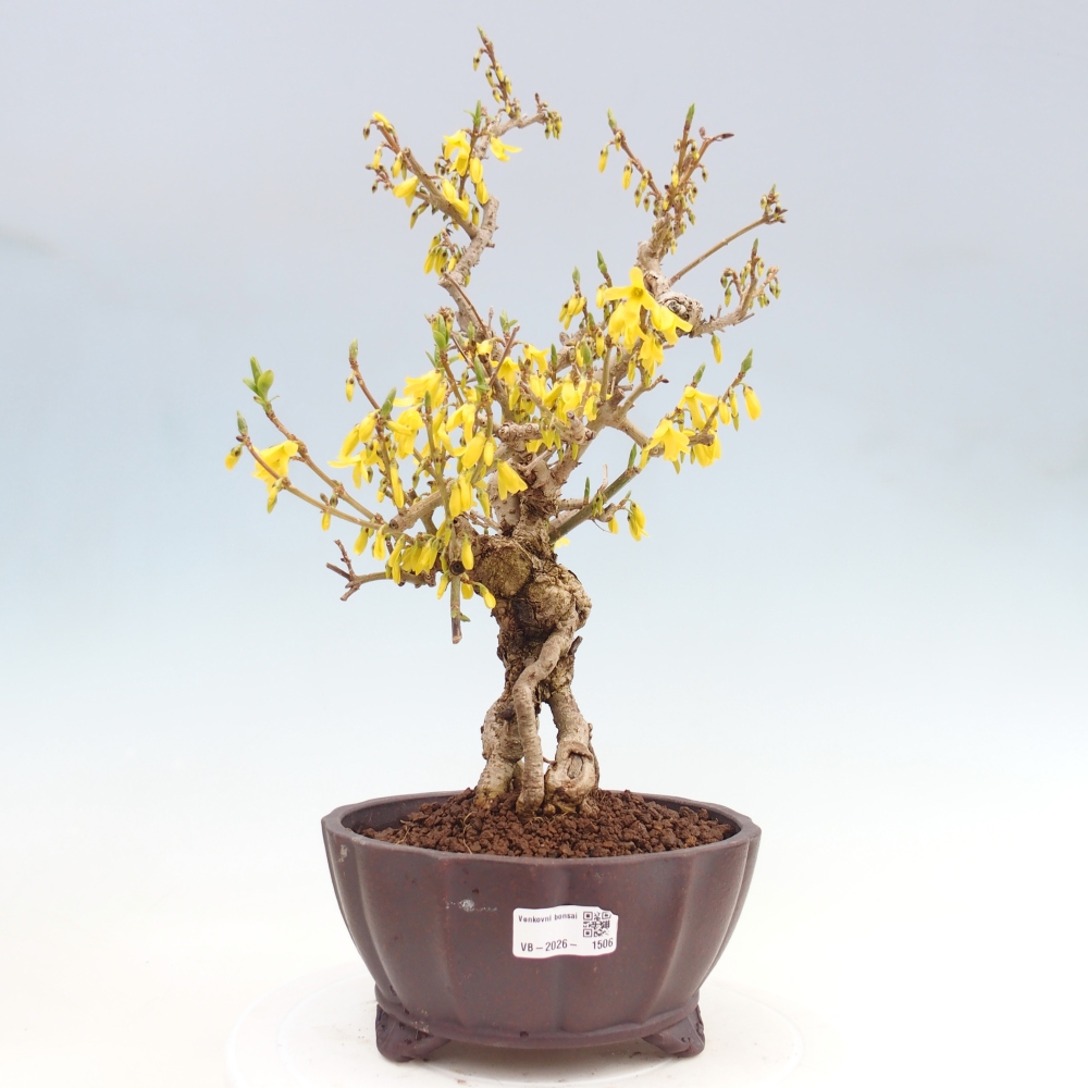 Bonsai da esterno - Zlatice - Forsythia koreana