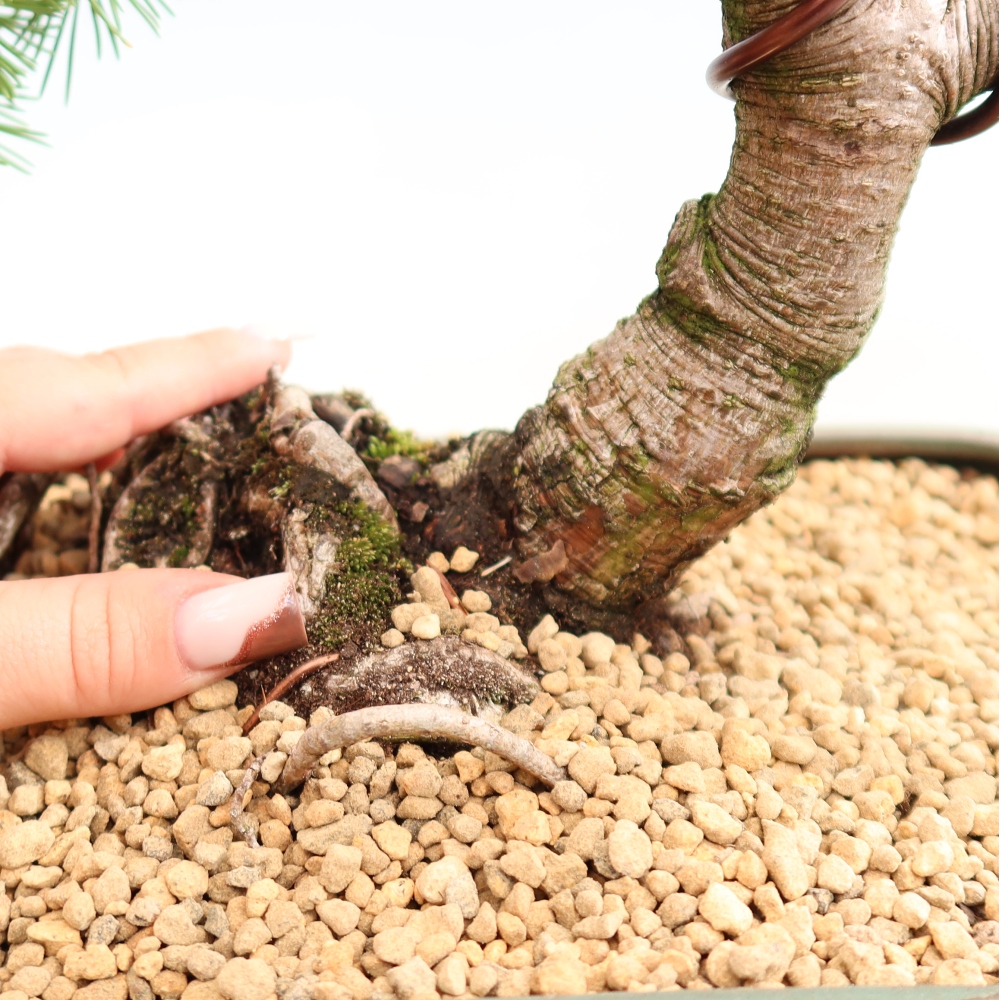 Bonsai da esterno - Pinus mugo Humpy  - Pino mugo