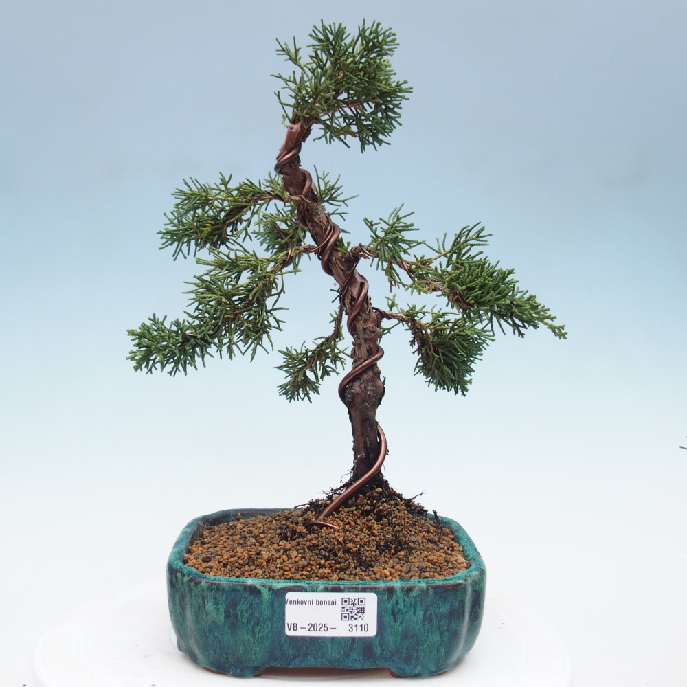 Bonsai da esterno - Juniperus chinensis Kishu