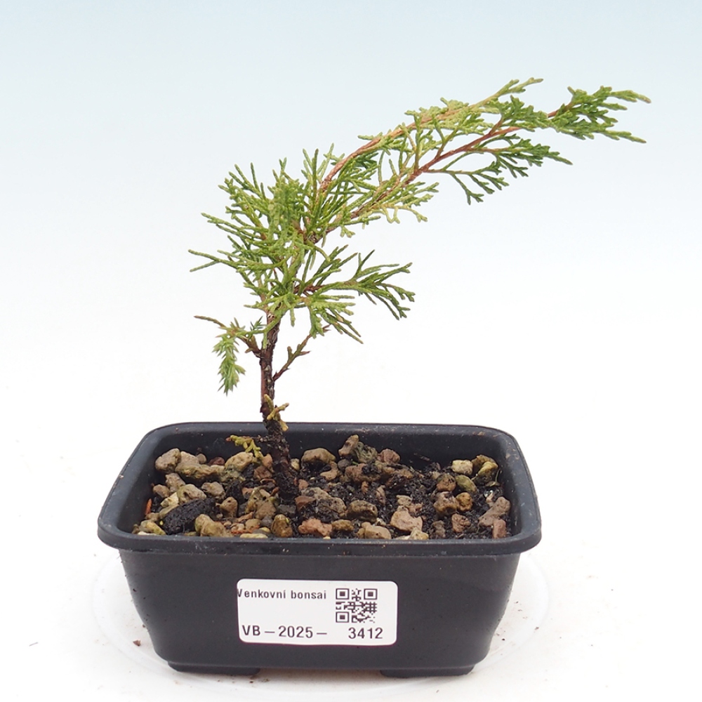Bonsai da esterno - Juniperus chinensis Itoigawa