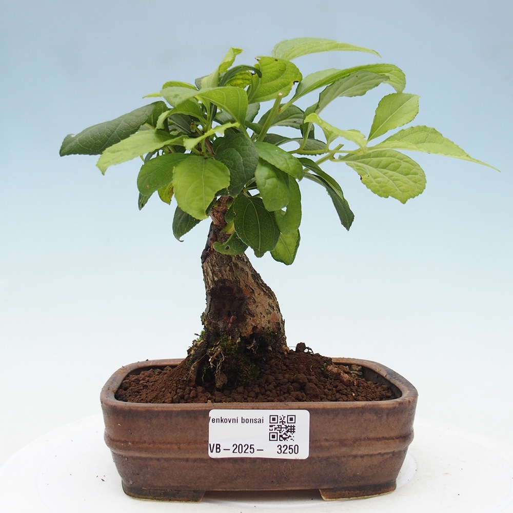 Bonsai da esterno - Celastrus orbiculatus