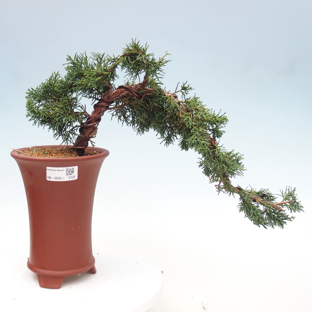 Bonsai da esterno - Juniperus chinensis Kishu
