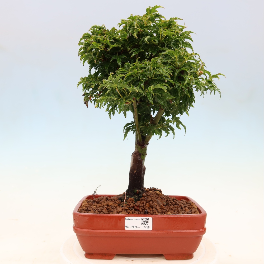 Bonsai da esterno -Palma di Giava Acer palmatum Shishigashira