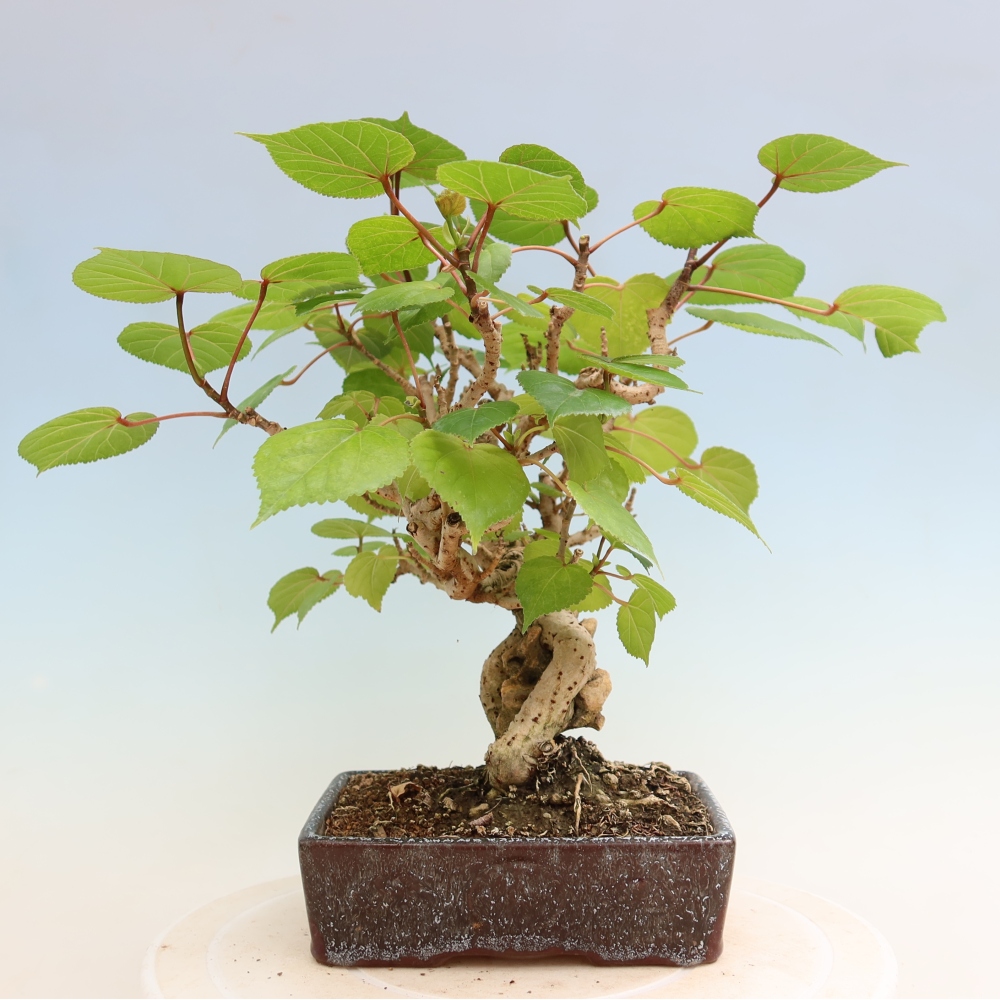 Bonsai da interno - Hibiscus tiliaceus - Ibisco marino