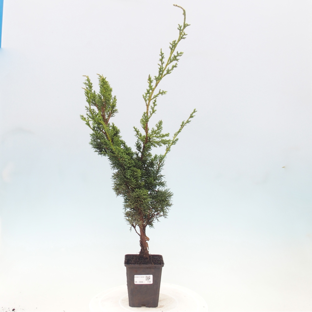 Bonsai da esterno - Juniperus chinensis Kishu