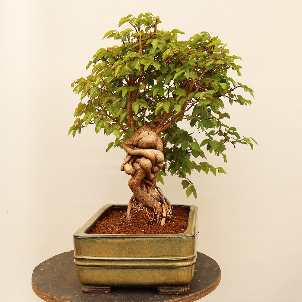 Bonsai da esterno -Carpinus Coreana - Carpino coreano
