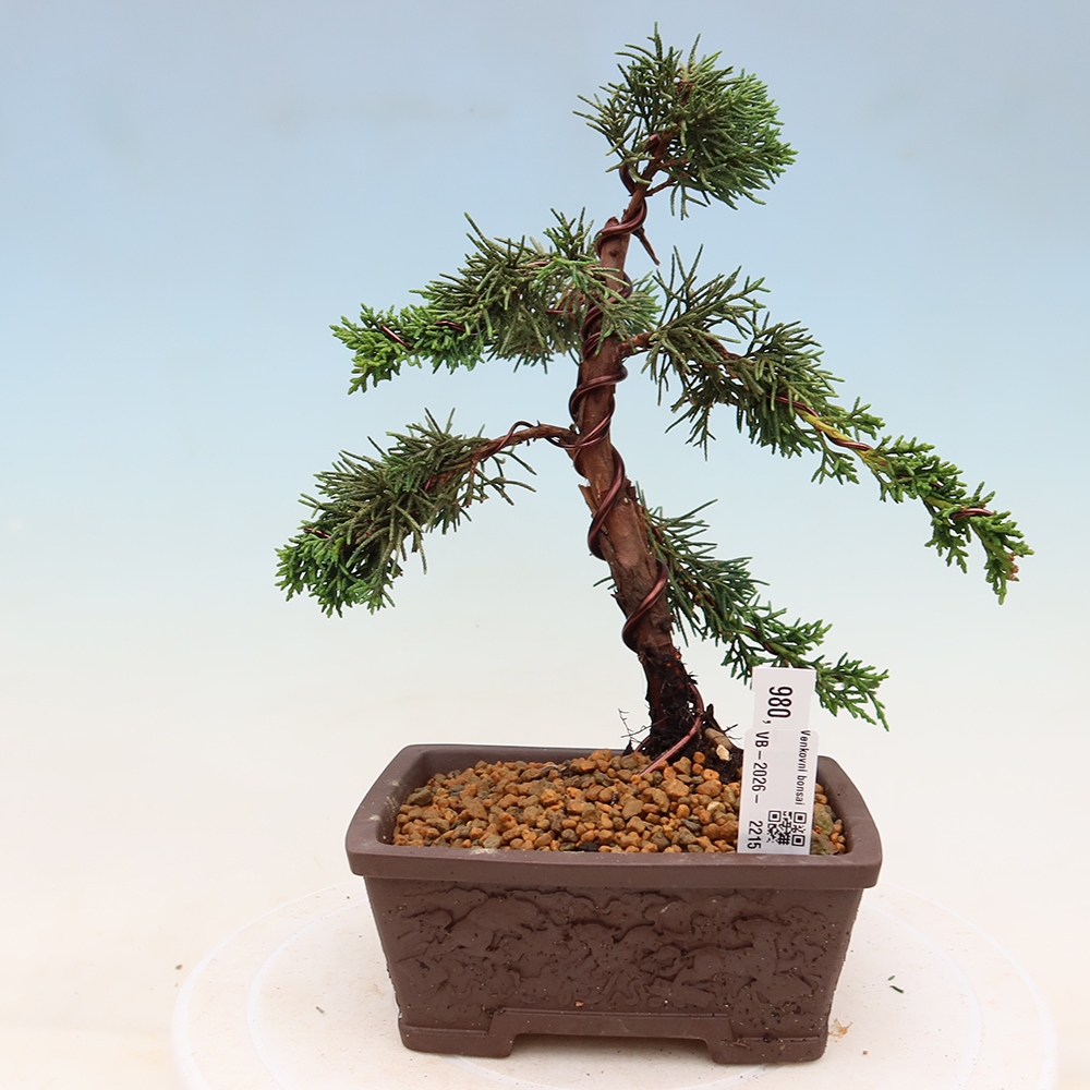 Bonsai da esterno - Juniperus chinensis Kishu