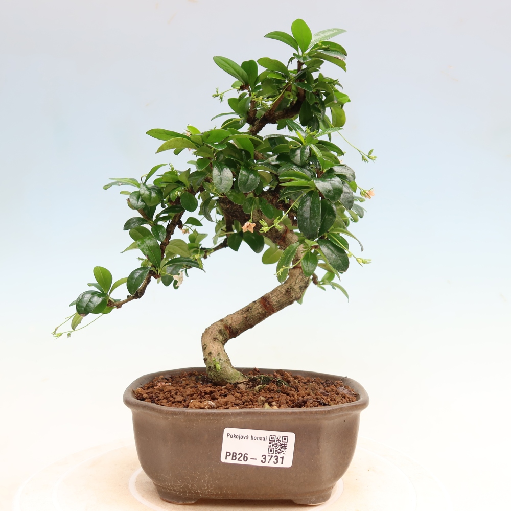 Camera bonsai - Carmona macrophylla - Tea fuki