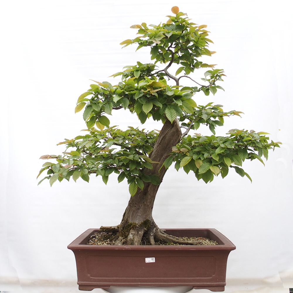 Bonsai da esterno - Carpino - Carpinus betulus