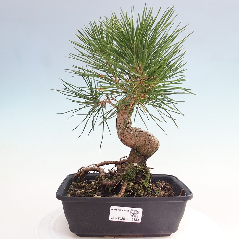 Bonsai da esterno - Pinus thunbergii - Pino di Thunberg