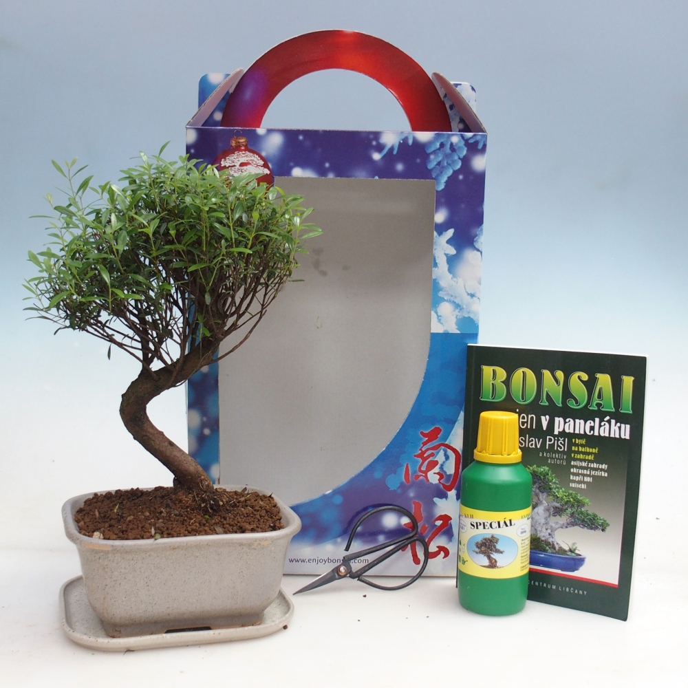 Bonsai da interno in confezione regalo Syzygium - Albero del pimento