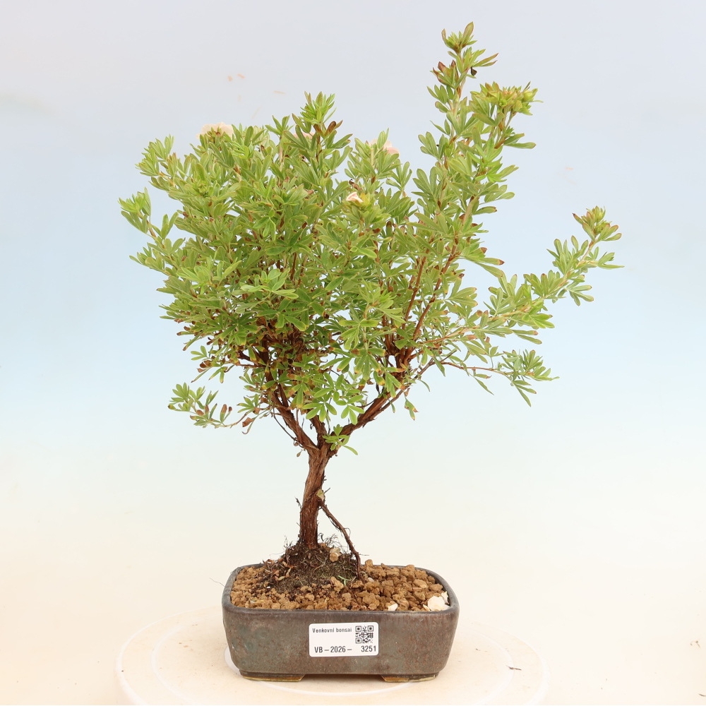 Bonsai da esterno - Potentilla arbustiva - Potentilla fruticosa Bellissima