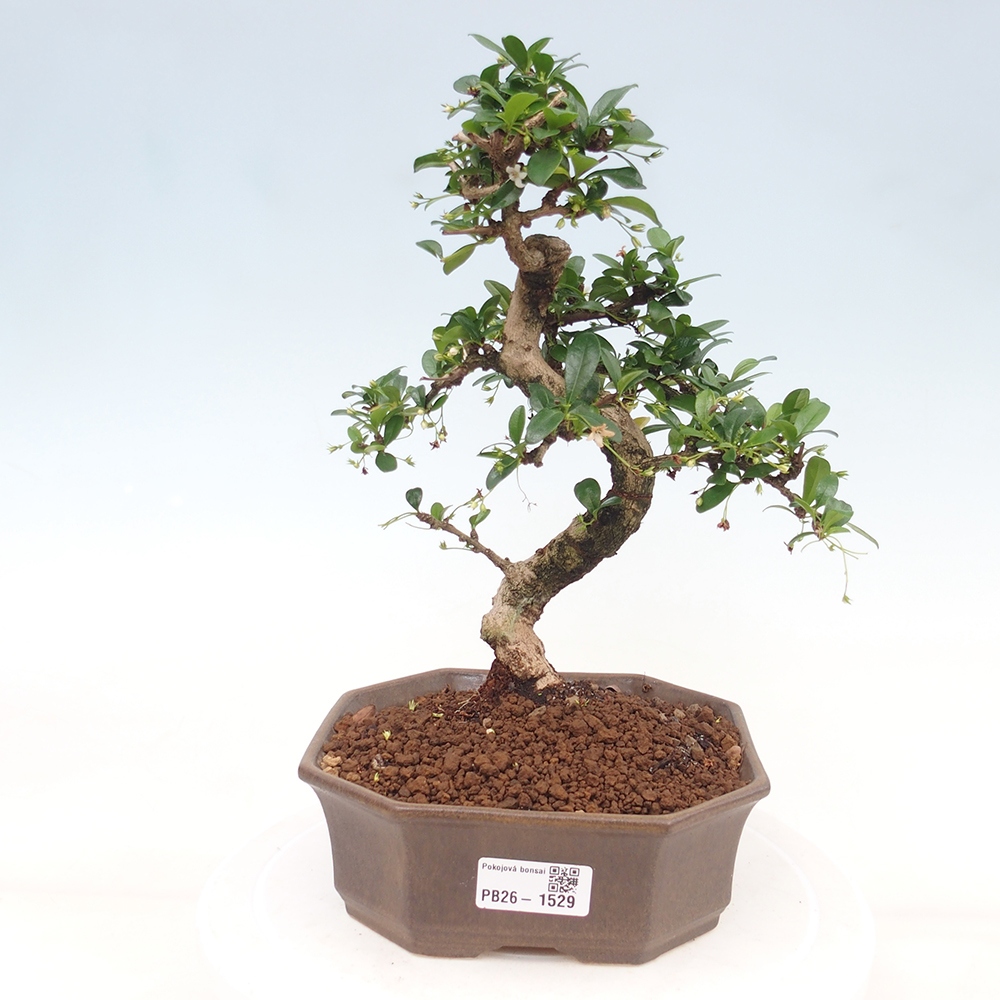 Camera bonsai - Carmona macrophylla - Tea fuki