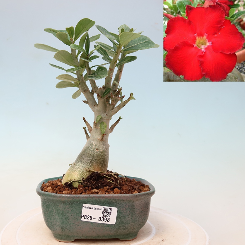 Bonsai da interno - Adenium obesum Red Star - Rosa del deserto