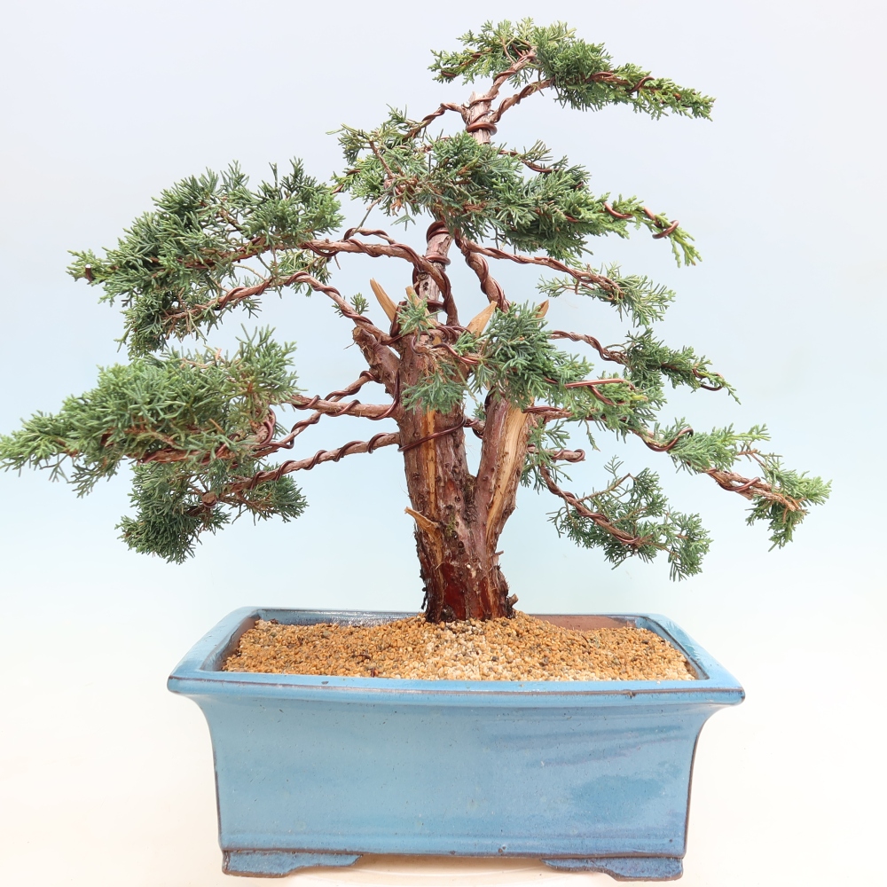 Bonsai da esterno - Juniperus chinensis Kishu