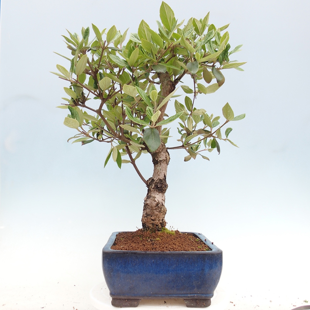 Bonsai da esterno - Kalina Bodnanská - Viburum carlesii hemsi