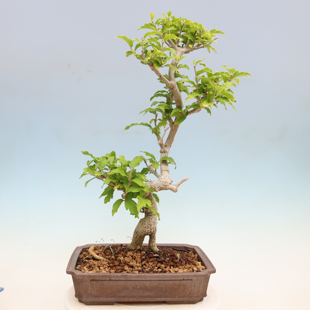 Bonsai da esterno - Hibiscus syriacus - Ibisco siriano