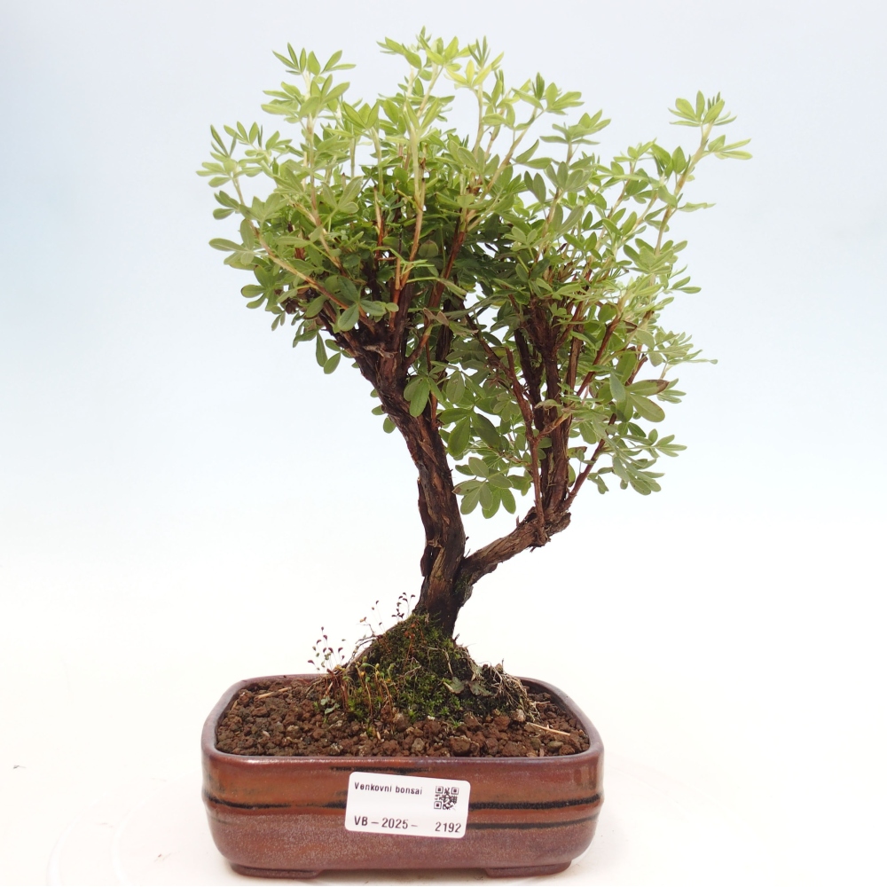 Bonsai da esterno - Potentila fruticosa yellow Bird