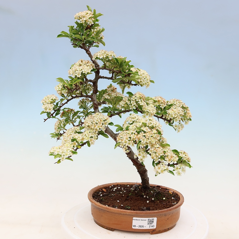 Bonsai da esterno - Pyracantha teton - Pyracantha scarlatta