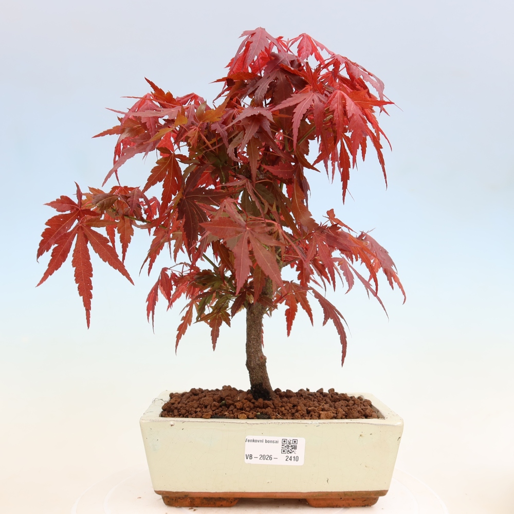 Bonsai da esterno - Palma Acer. Atropurpureum-Javor palmate