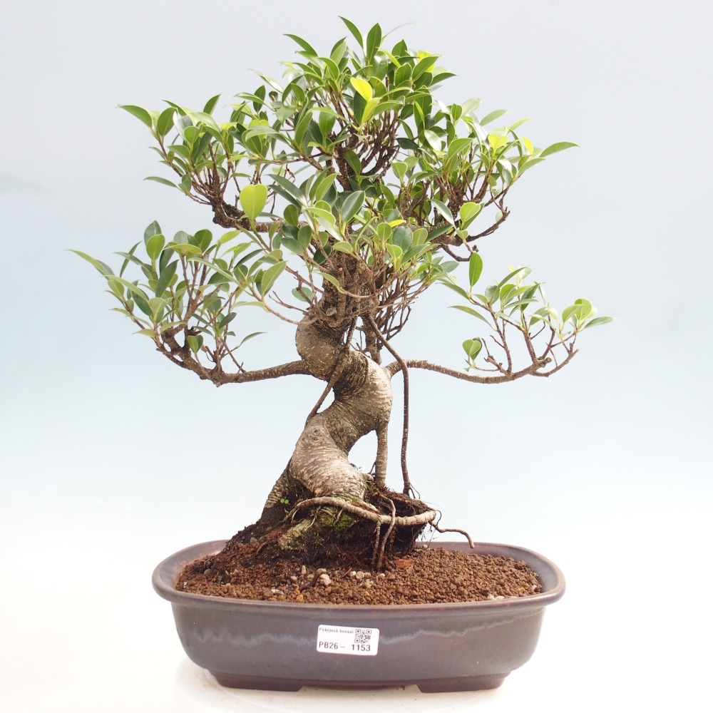 Camera bonsai - Ficus kimmen - ficus a foglie piccole
