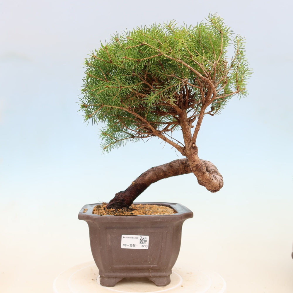 Bonsai da esterno - Abete rosso - Picea glauca globo