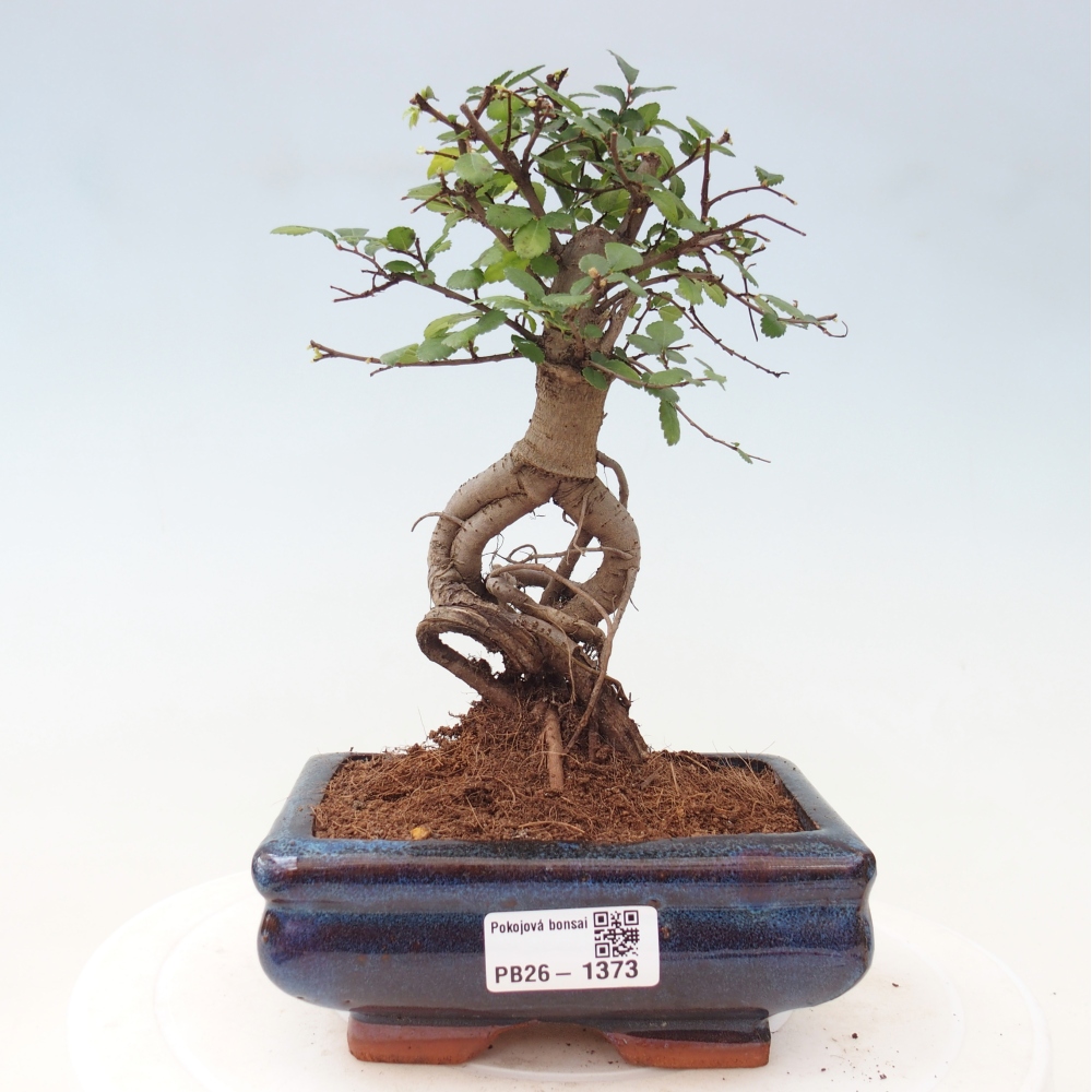 Camera bonsai - Ulmus parvifolia - Olmo a foglie piccole