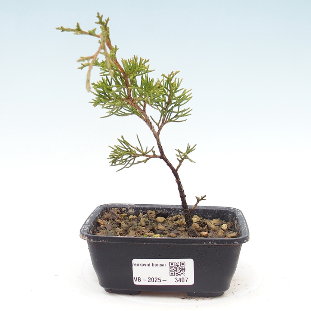 Bonsai da esterno - Juniperus chinensis Itoigawa